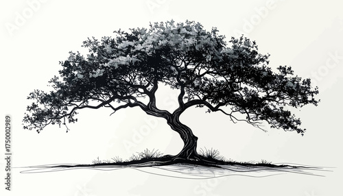 Large tree with lush foliage and grassy base