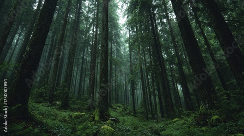 beautiful green forest no logos no brands ar 169