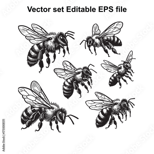 Vector art of vector set of bees, , editable eps file, showing different poses and sizes of honeybees in flight and at rest