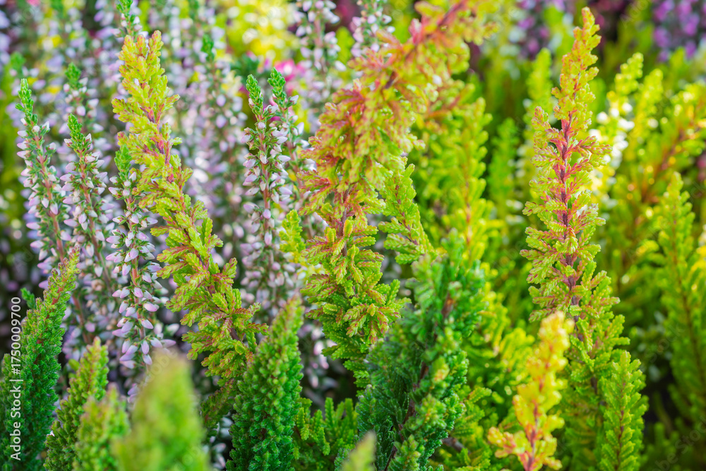 Obraz premium Calluna vulgaris firefly among other heather varieties