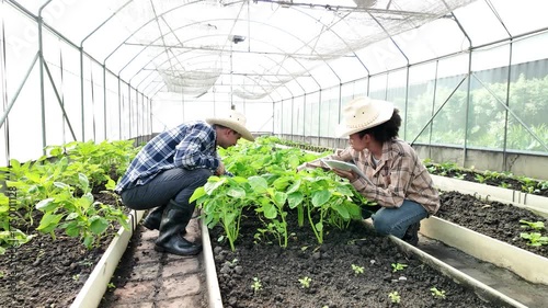 Gardener inspects and records quality of green lettuce in greenhouse cultivation. Horticulture farmer harvest healthy nutrition organic salad vegetables on hydroponic farm	