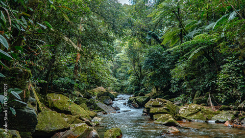 Tropical Rain Forest Hiking Trail In Brazil South America Green Nature With Trees And Plants Jungle Adventure Landscape And Natural Environment Wild Life