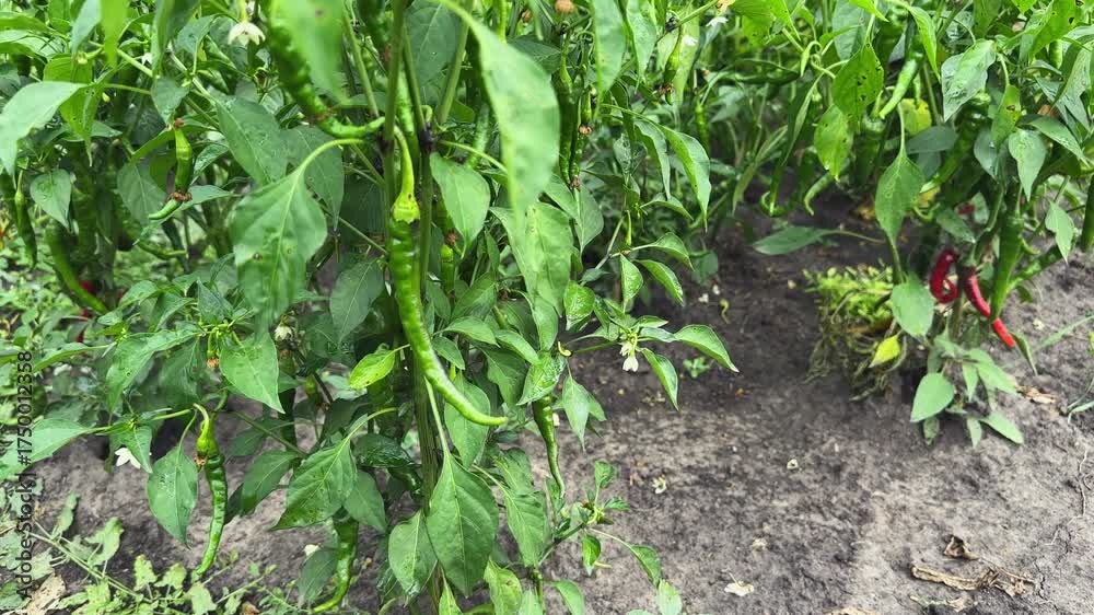 Red and green chili pepper plants on field, bottom view