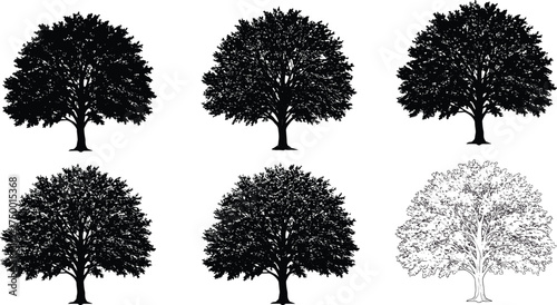  Collection of detailed oak tree silhouettes, vector illustration of deciduous trees, nature landscape design element, black and white botanical forest artwork