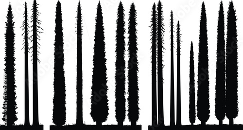  Collection of tall pine tree silhouettes, conifer forest vector illustration, evergreen nature design for landscape, outdoor, environment, and woodland scene graphic artwork