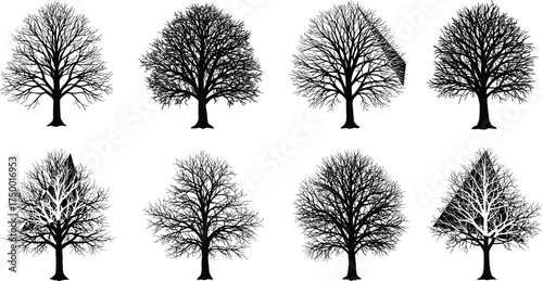  Winter tree silhouette collection, detailed leafless forest vector set, natural landscape elements, black seasonal illustration, realistic tree outlines for nature and outdoor design projects