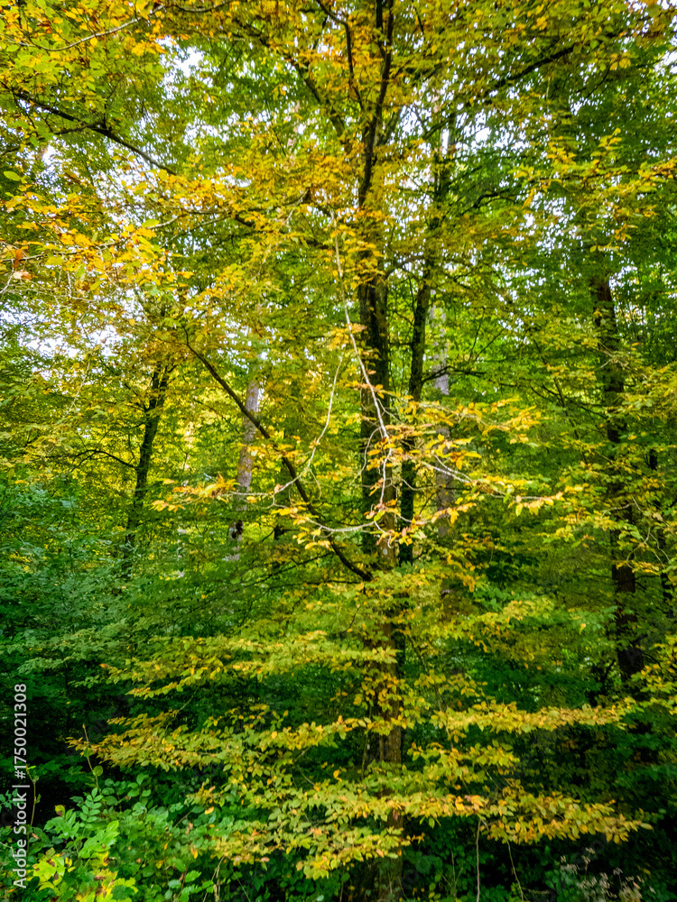 Fototapeta premium Herbstlich gefärbtes Laub