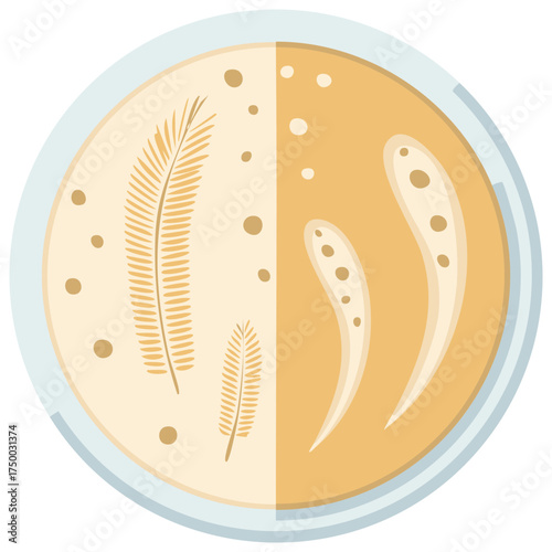 Agar Plate with Microorganism Colonies Growth in Petri Dish Laboratory