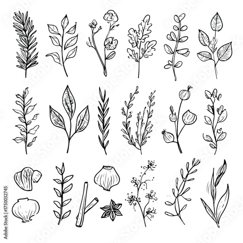 Minimalist Herbs and Spices Line Art