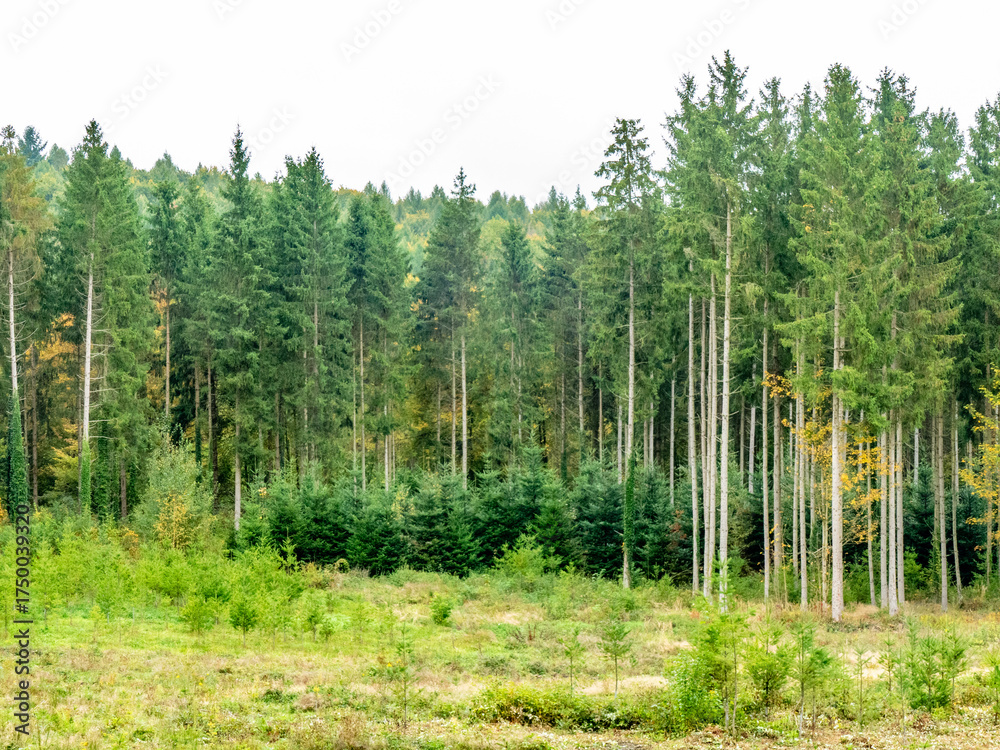 Fototapeta premium Wiederaufforstung im herbstlichen Mischwald