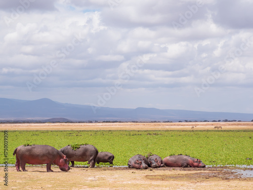 africa