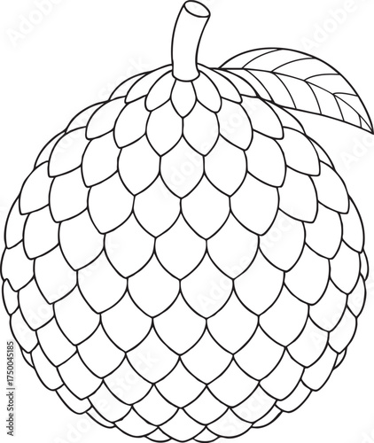 Detailed hand drawn sketch of salak fruit with leaf and stem tropical fruit artwork ready for coloring and illustration