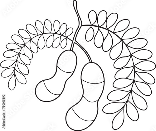 Tamarind fruit plant drawing with detailed tropical leaf pods an organic natural food element