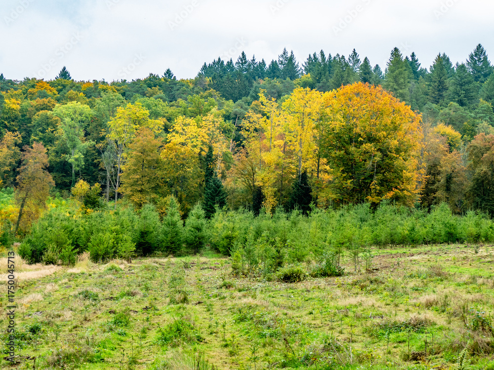 Fototapeta premium Wiederaufforstung im herbstlichen Mischwald