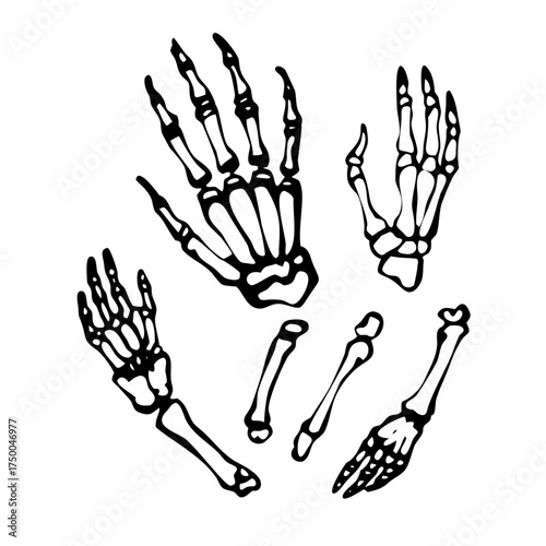 Skeleton hands in various poses for halloween