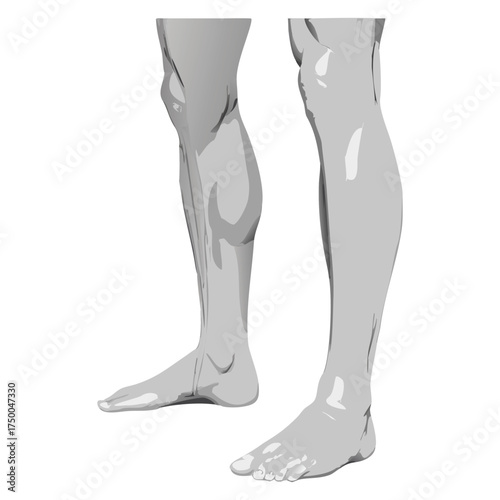 Anatomy study of human legs and feet for medical illustration and learning resources on body structure
