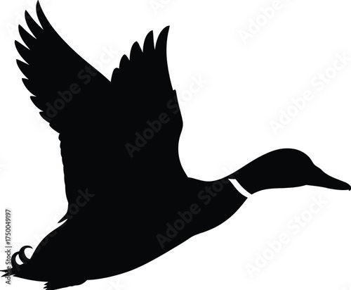 Silhouette of a mallard duck in flight isolated on white background, wings spread wide open