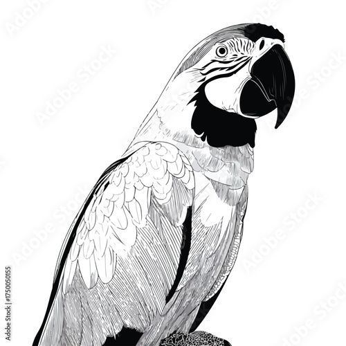 Minimalistic Black and White Macaw Line Art