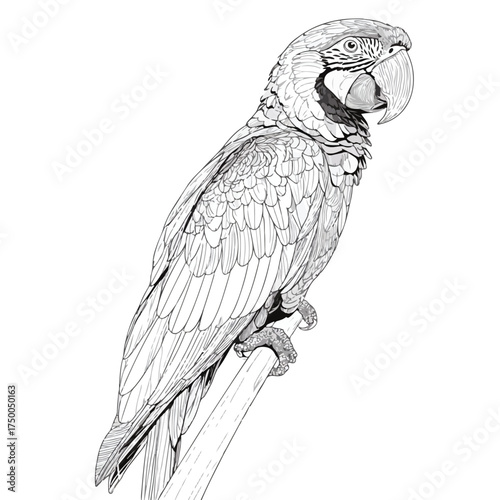 Minimalist Macaw Line Art Vector Illustration