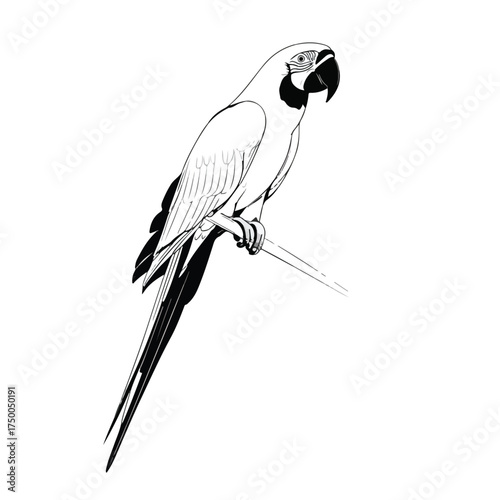 Minimalist Black and White Macaw Vector