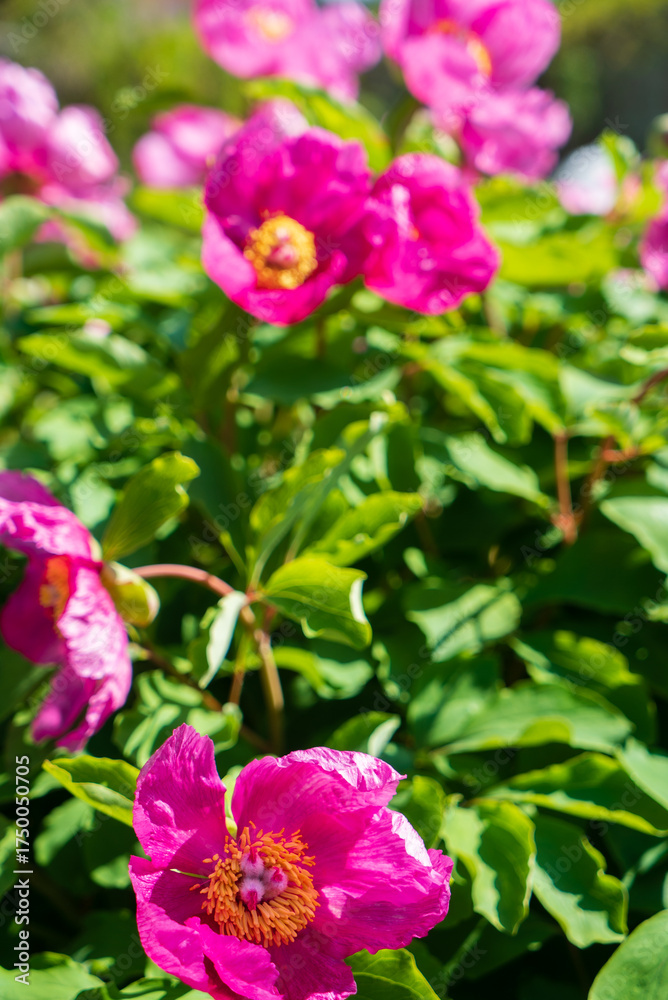 Fototapeta premium Colorful pink peonies flourish in a lush garden, showcasing their beauty in the sunlight