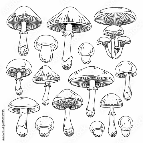 Detailed mushroom illustration for coloring books, scientific studies, or culinary guides featuring diverse fungal species