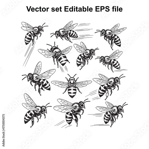 Vector art of diverse collection of bee illustrations in various flight and resting positions, , provided as an editable eps vector file for nature and insectthemed graphic designs