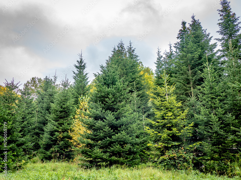 Fototapeta premium Wiederaufforstung im herbstlichen Mischwald