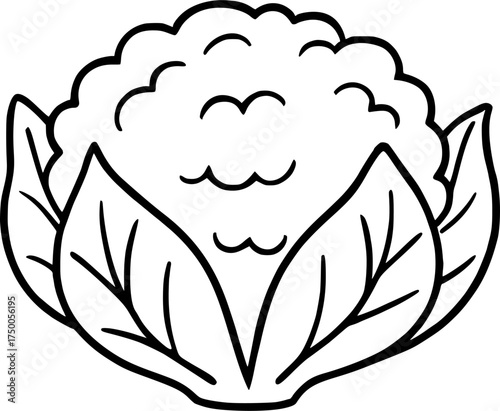Hand-drawn cauliflower outline illustration, simple vegetable line art for organic food and healthy diet design