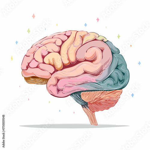 Colorful Detailed Illustration of Human Brain