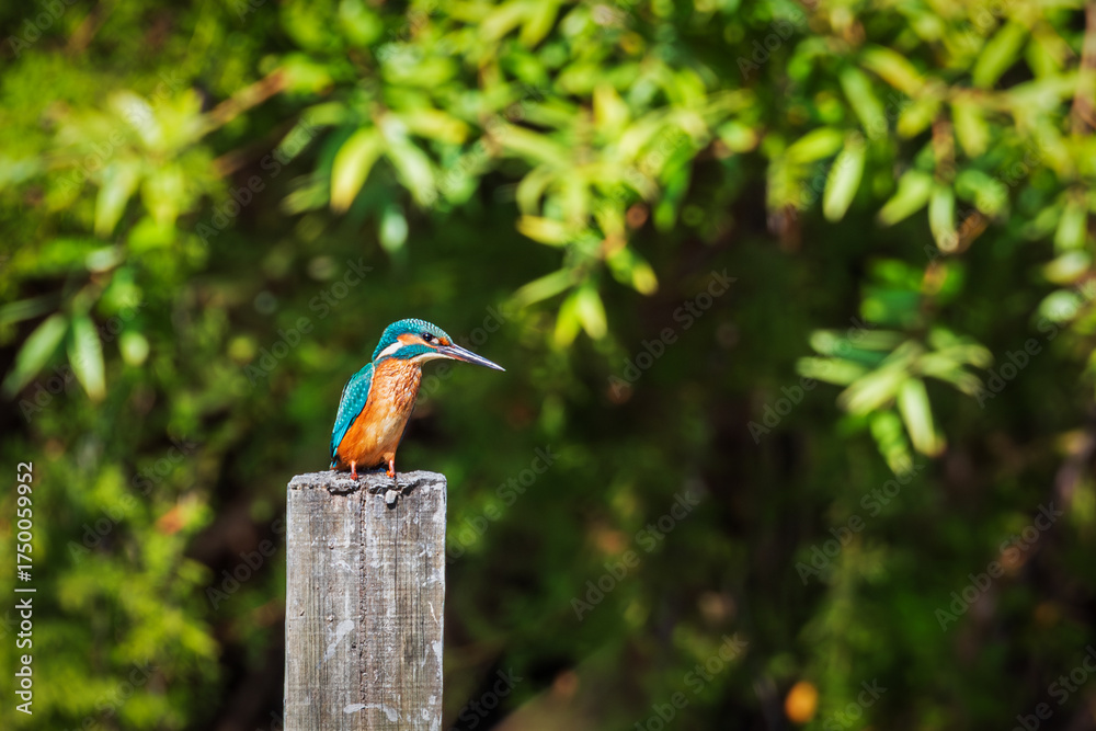 Fototapeta premium Common kingfisher perched on a wooden post in a wetland.