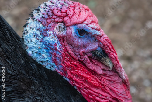 Tom Turkey Close-up