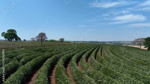 flight over flowering coffee plantation on a sunny day