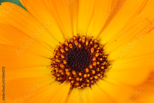 The bright orange flower of the autumn marigold