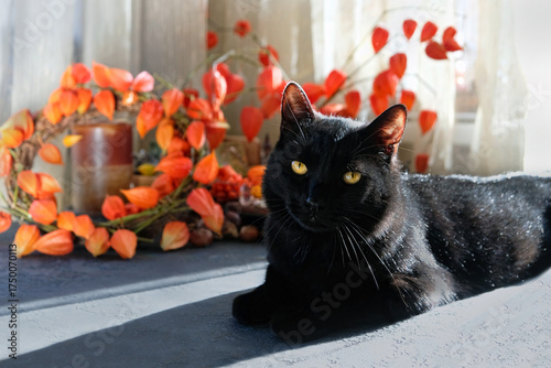 Portrait of beautiful black cat lying on table and decor of physalis plants. black cat - symbol of witchcraft, magic, Samhain, Halloween holidays. witch Cat carefully look to camera. soft focus