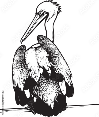 selective-focus-shot-pelican-near-water vector line art