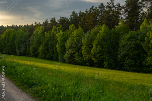 Fototapeta Naklejka Na Ścianę i Meble -  Łąka i Las w Bieszczadach