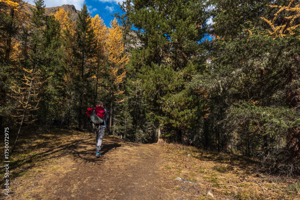 Obraz premium Hiker with red backpack walking along dirt path surrounded by autumn trees dense pine and golden leaves sunny sky