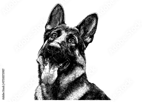 a black and white engraving style illustration of a german shepherd dogblack, dog, german shepherd, hang, lick, mouth, portrait, sheepdog, shepherd, stick, white 