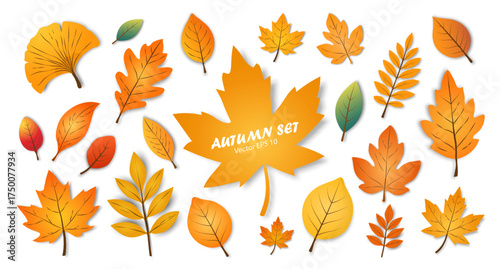 Autumn set of leaves of different shapes and colors on a white background. A collection of colorful autumn leaves from different trees. Hello autumn. Vector EPS 10.