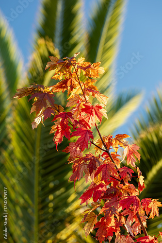 Maple Tree Fall Leaves in California Against Palm Tree and Blue Sky; autumn, red, green, Acer, tropical, seasonal contrast, vivid, classic, unexpected