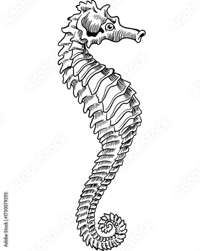 seahorse