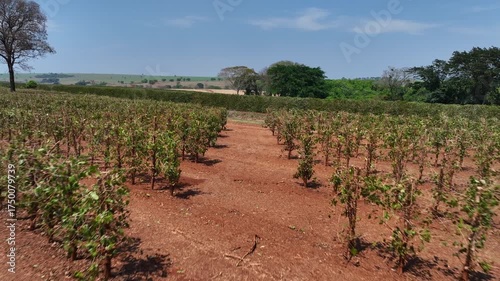 Tractor between rows of freshly pruned coffee trees