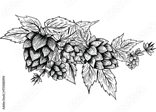 Hops Plant