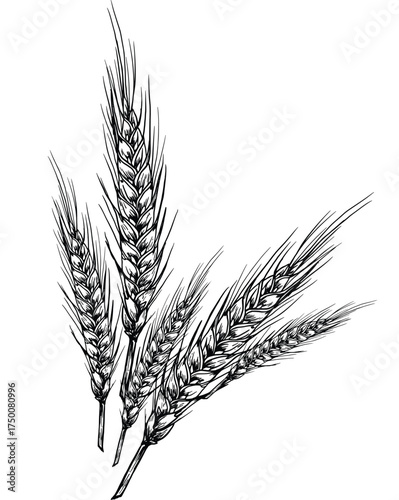 WHEAT