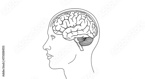 A detailed line drawing of the human brain shown in profile within the skull.