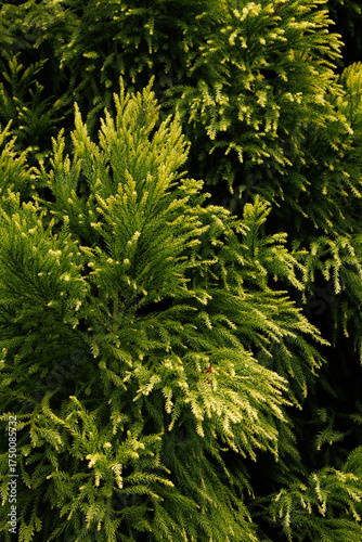 green fern leaves