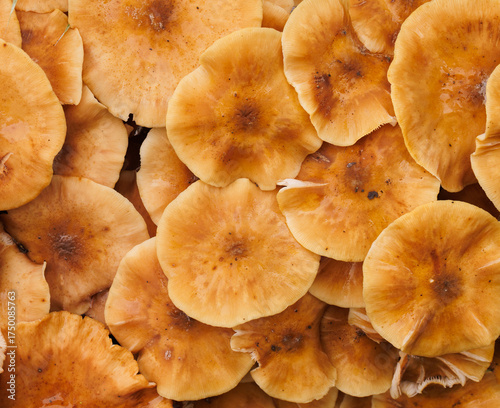 mushrooms on the ground