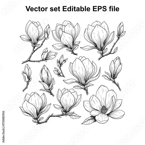 Vector art of a collection of handdrawn magnolia flower illustrations, , showcasing various stages of bloom and buds, perfect for botanical art and design projects