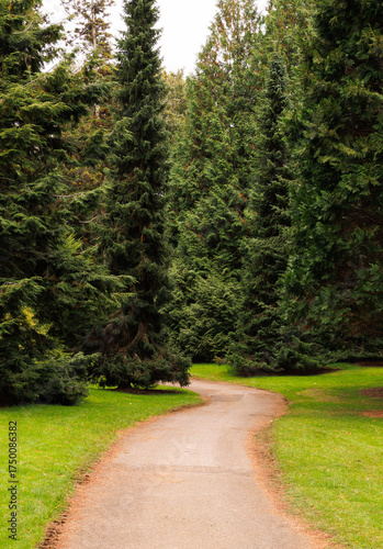 path in the forest